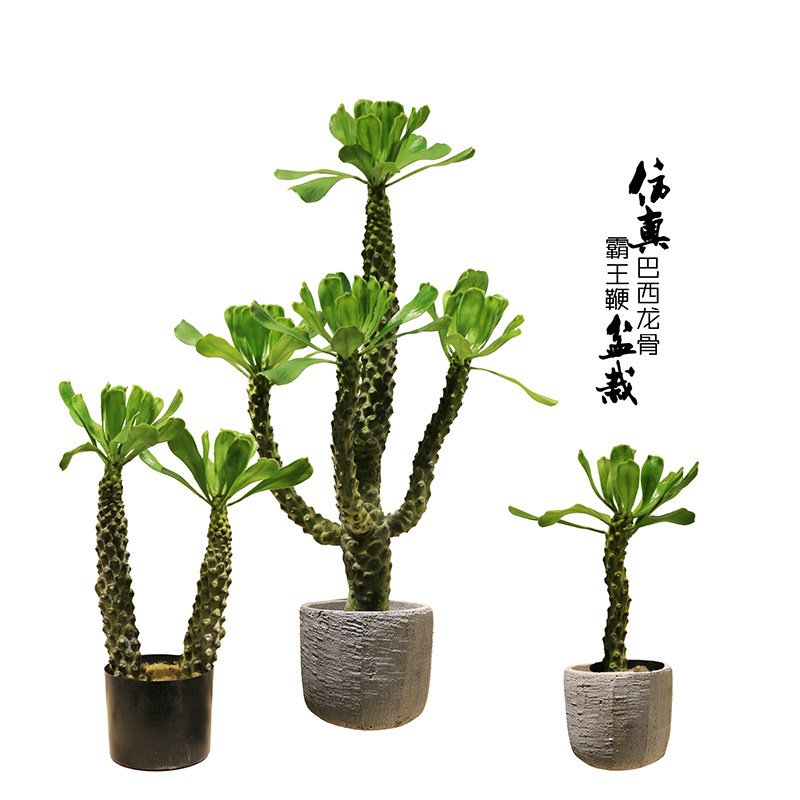 仿真霸王鞭假树巴西龙骨热带沙漠绿植物办公室内样板房桌摆设装饰