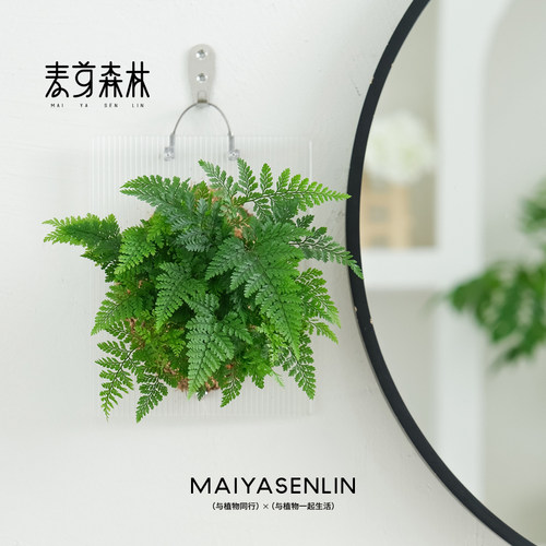 狼尾蕨压克力造景版板绿植物壁挂墙装饰无土好养手工做 麦芽森林