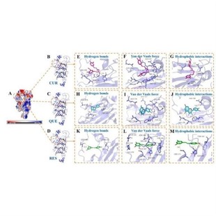 分子对接 分子动力学模拟 MMGBSA结合自由能计算
