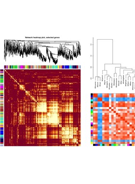 WGCNA分析代分析加权共表达网络分析数据库农学医学生物学基因SCI