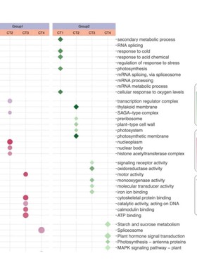 生信分析服务TCGA/GEO数据挖掘SCI2-5分代做16s转录组基因组分析