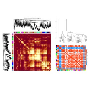 WGCNA分析代分析加权共表达网络分析数据库农学医学生物学基因SCI