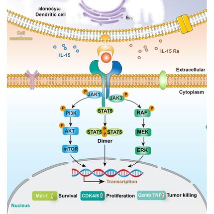 科研绘图封面信号通路医学SCI作图插画 机制图TOC摘要图画图 制图