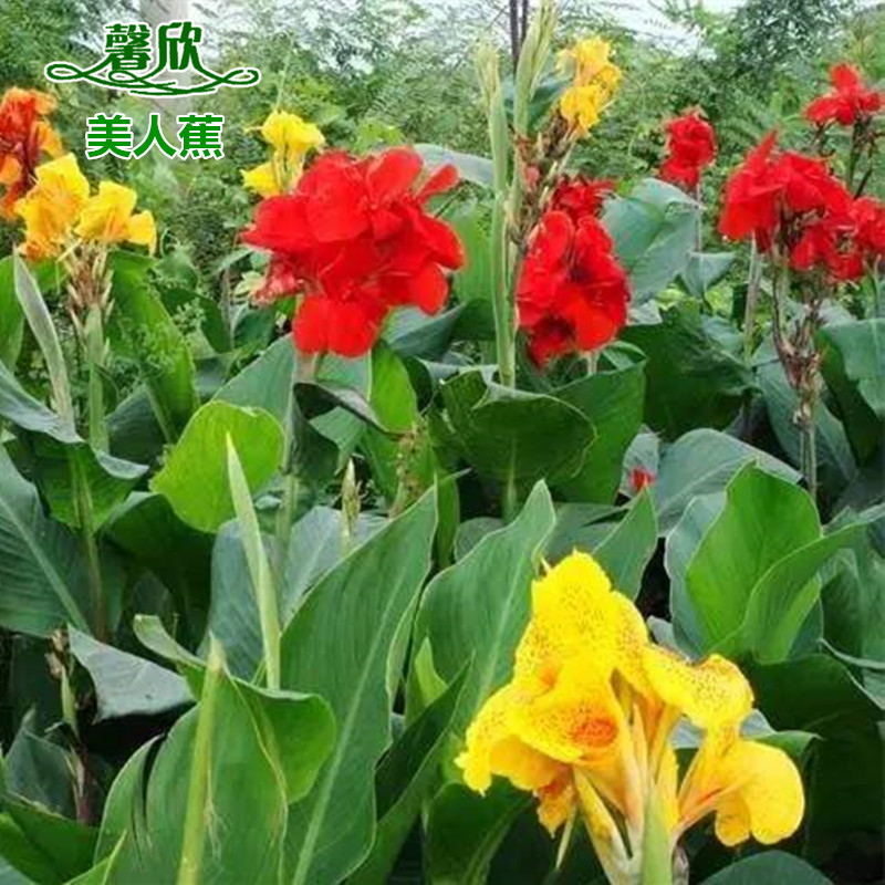 大花美人蕉种根土培植物庭