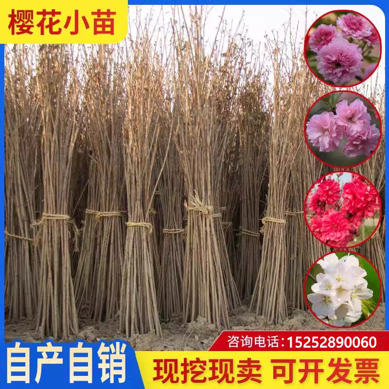 樱花苗树日本嫁接早晚小绿