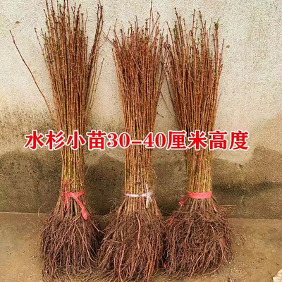 水杉树苗落羽绿化木红池荒