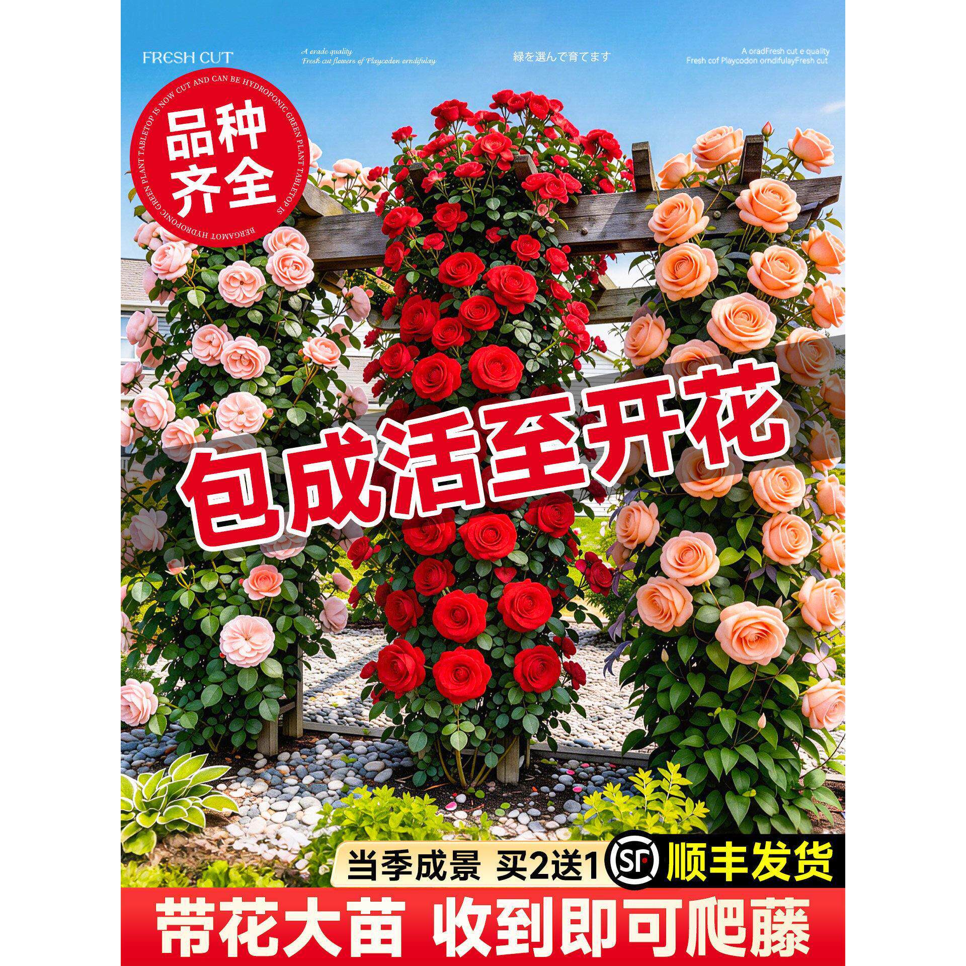 1米8母系大苗蔷薇花苗爬藤藤本月季爬藤植物室外四季花卉盆栽开花