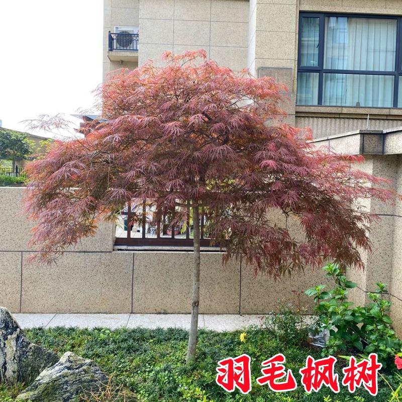 原生羽毛枫树苗日本垂枝红图片