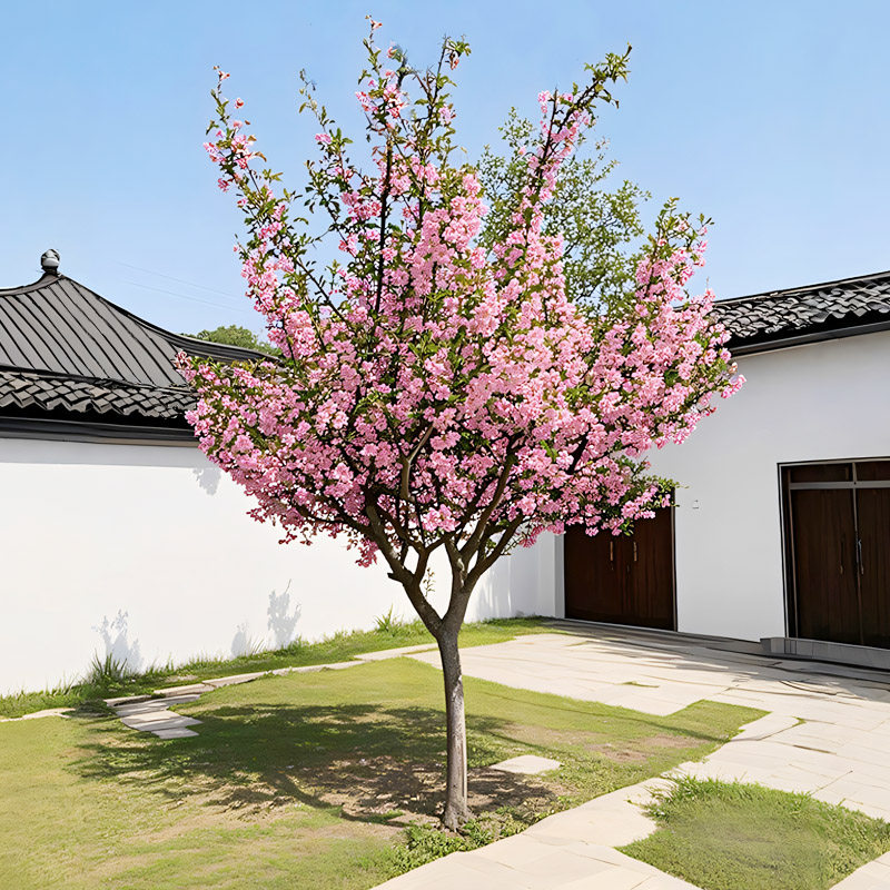 绚丽四季海棠花树苗盆栽西府海棠花庭院阳台耐寒花卉植物垂丝海棠
