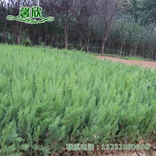 沙地柏小苗 砂地柏苗 新疆圆柏树苗绿化苗木北方耐寒植物匍匐灌木