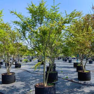 鸡爪槭树苗别墅庭院观赏大型耐寒绿化风景树彩叶造型丛生鸡爪槭树