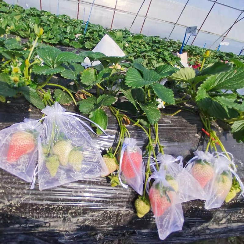 草莓果实套袋水果保护袋防鸟防虫网纱袋透气番茄无花果蓝莓鸟套网