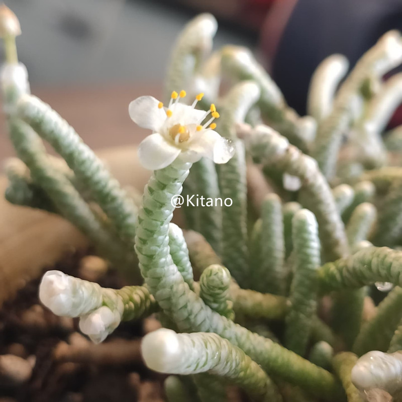 银蚕雪蚕整群整桩仙人球仙人掌多肉植物白色好养办公室绿植盆栽
