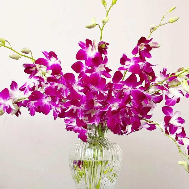 白色洋兰鲜花云南直发室内水培植物花卉新鲜插花装饰千代兰鲜切花