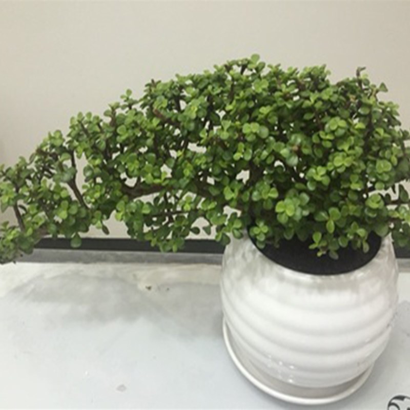 盆景变色大象鼻金枝玉叶大棵老桩盆栽组合客厅多肉植物绿植花卉