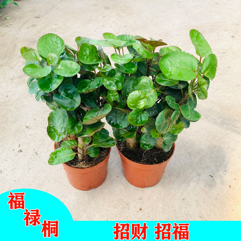 福禄桐盆栽金钱兜圆叶植物招财盆栽摇钱树寓意好盆栽金钱树绿植