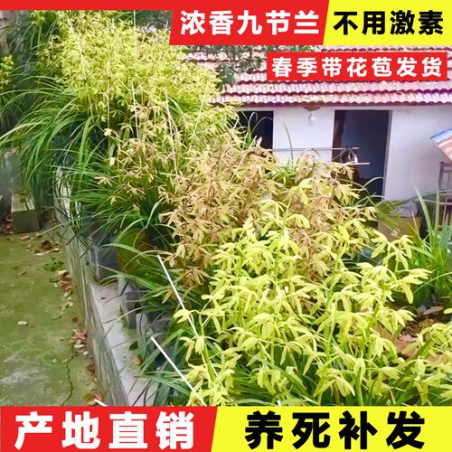 湖北浓香型大九节兰九头兰蕙兰惠兰花普草带花苞名贵真鲜花盆栽苗