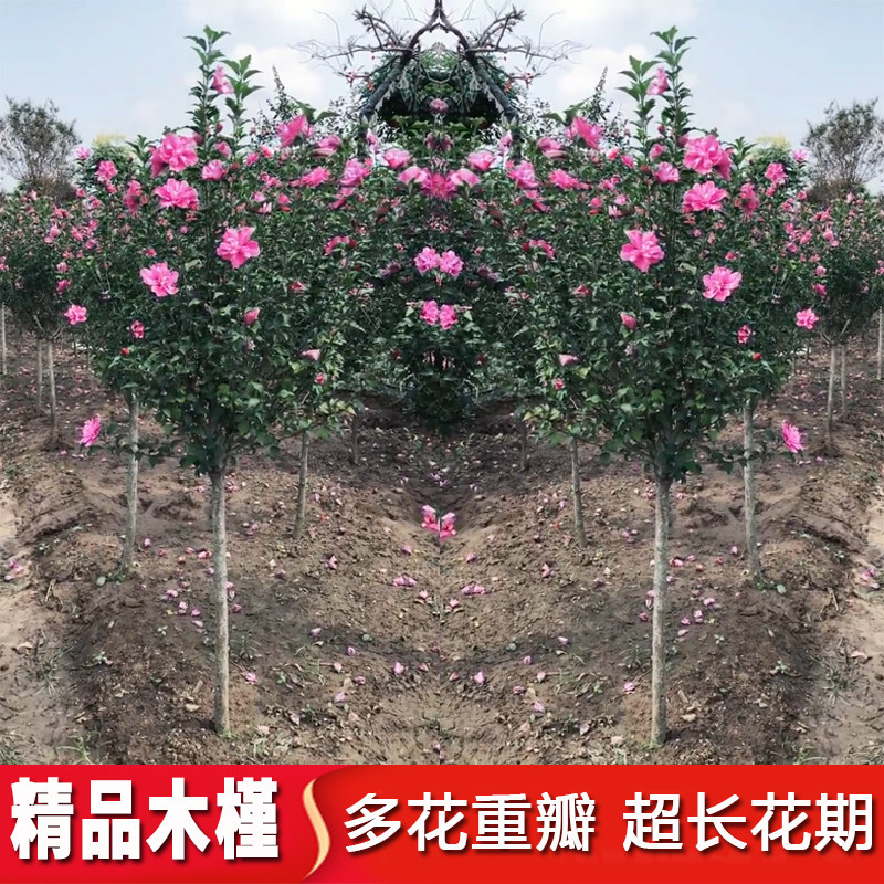 粉色木槿花树苗重瓣食用当年开花小花木槿苗庭院阳台盆栽地栽