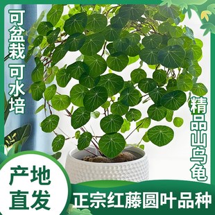 红藤圆叶山乌龟爬藤植物盆栽金不换种球水培土培四季好养多肉绿植