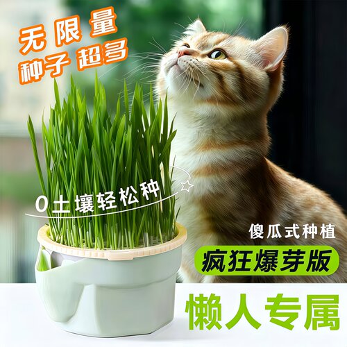 懒人水培猫草化毛排毛球零食盆栽