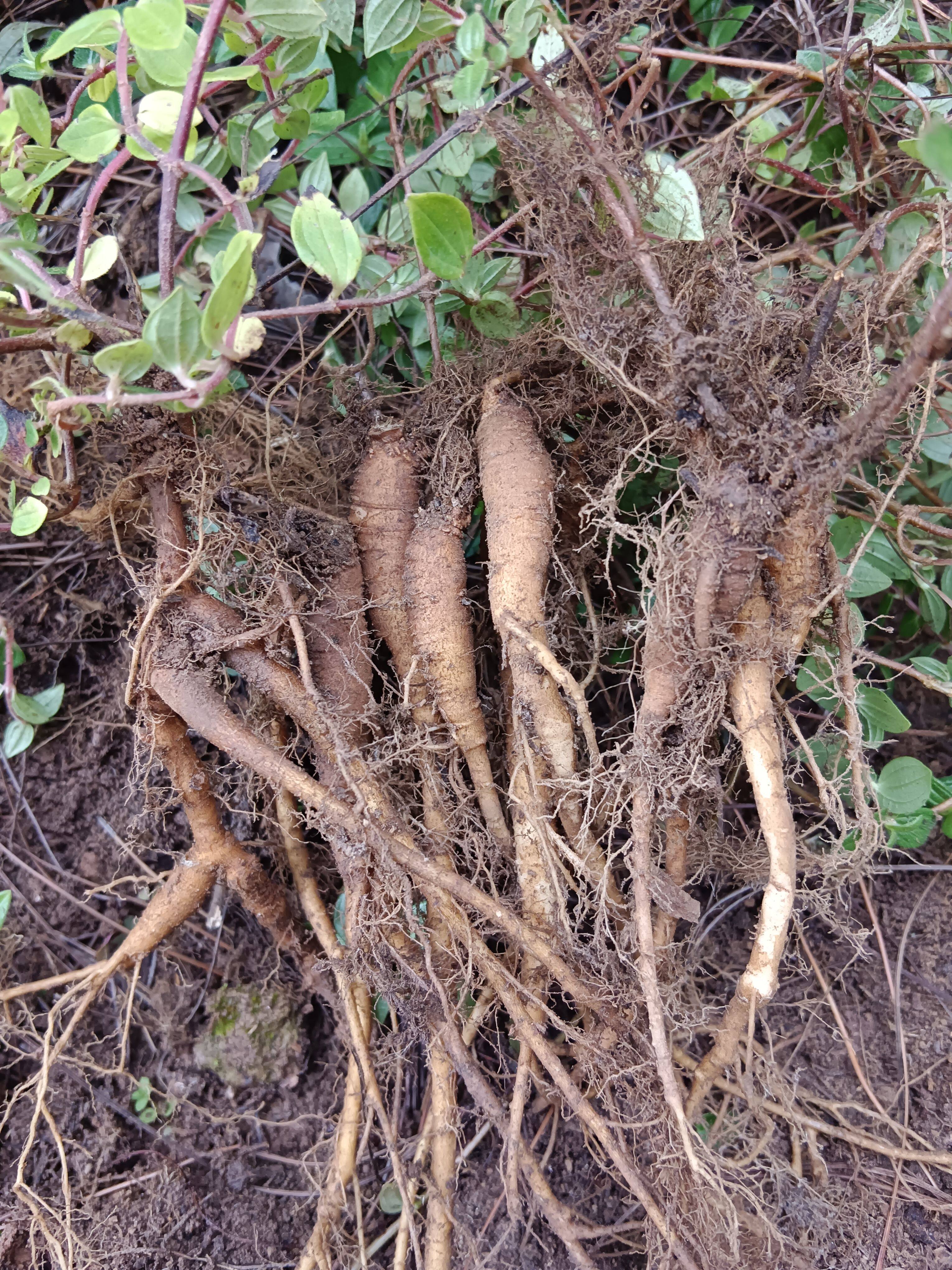 新鲜糯米藤根 捆仙绳 糯米菜 糯米草糯米团 糯米藤纯根500g包邮