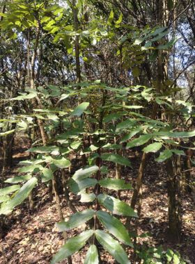 正宗野生十大功劳中药材土黄莲刺黄连刺黄莲功劳木无硫干货煮茶