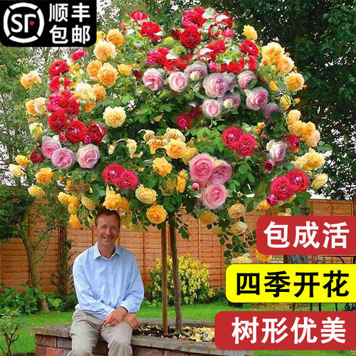 树桩月季花苗特大花庭院植物嫁接四季树状棒棒糖月季树苗盆栽花卉