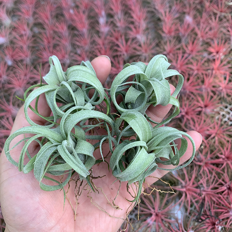 空气凤梨植物花中花杂电卷 实生花卷小号形态美 绿植盆栽