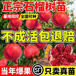 石榴树树苗突尼斯软籽无籽蒙阳红石榴盆栽庭院水果树特大带土果苗