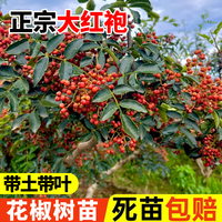 正宗四川大紅袍花椒樹苗當(dāng)年結(jié)果