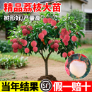 正宗荔枝树苖嫁接特大无核荔枝果树果苗妃子笑庭院种植产量高果苗