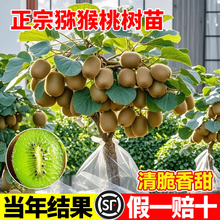 猕猴桃树果苗雌雄同株猕猴桃苗徐香嫁接南北方种植庭院四季可种植