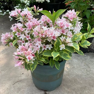 花叶锦带红锦带花园阳台多年生灌木植物观花观叶好美