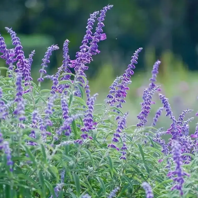 墨西哥鼠尾草带花苞一串蓝薰衣草多年生草本花卉花园花镜