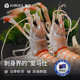 新西兰进口鳌虾刺身小龙虾特大南极海鳌虾1 3号1KG海鲜冻虾刺身