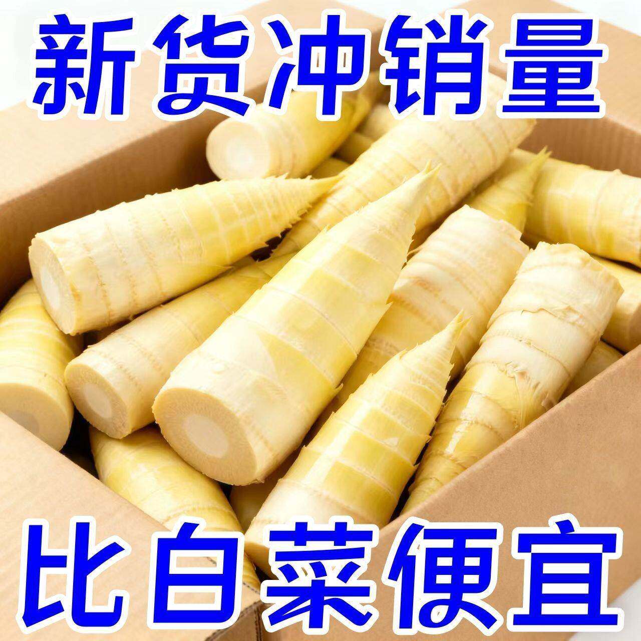 【现挖冬笋】竹笋新鲜冬笋野生江西竹笋现挖笋竹笋牛奶粉新鲜冬笋