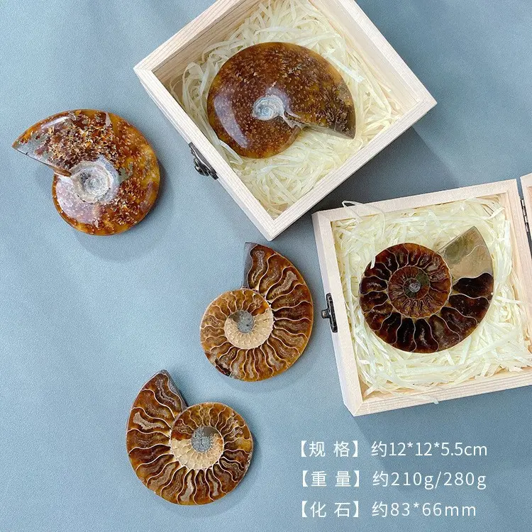 天然斑彩螺古生物化石菊石标本办公室摆件创意矿物简约时尚装饰品