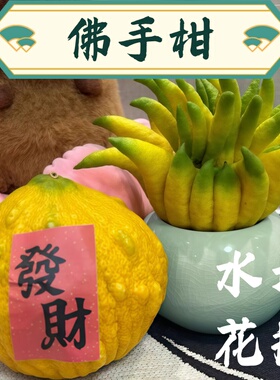 佛手柑花瓶器皿托盘专用陶瓷禅意风水培摆件花盆摆放瓶轻奢高级感