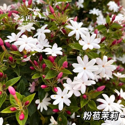 越南粉苞水茉莉盆栽泰国素馨爬藤垂吊植物室内户外耐热耐寒花期长