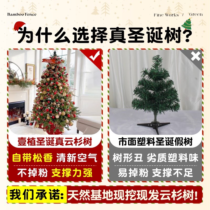 真的圣诞树真树诺贝松挪威云杉盆栽客厅装饰大小型2S024新款圣诞