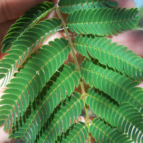 金鸿矮生a合欢花盆栽花苗种植常绿灌木观赏性高细叶粉扑花盆栽