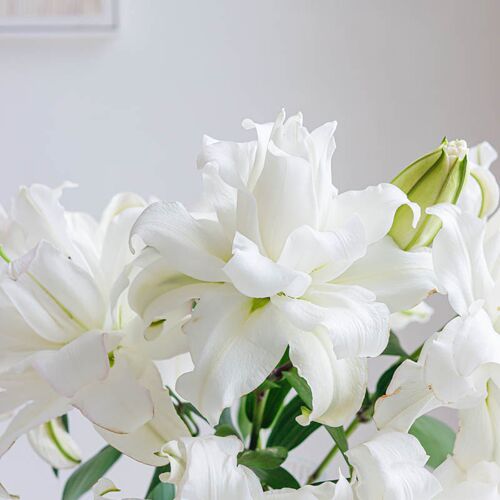 A级重瓣百合鲜花多头冰美人鲜花带花苞重瓣百合花束X鲜花云南直发