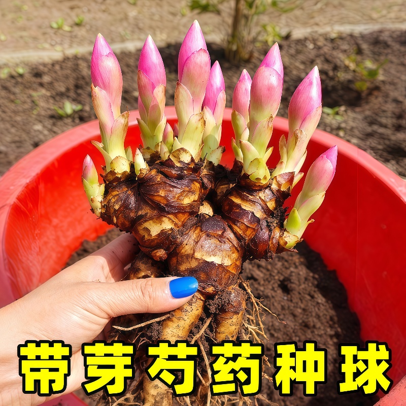 芍药花苗带芽大根块开花多年生花卉盆栽耐寒浓香重瓣牡丹种球庭院