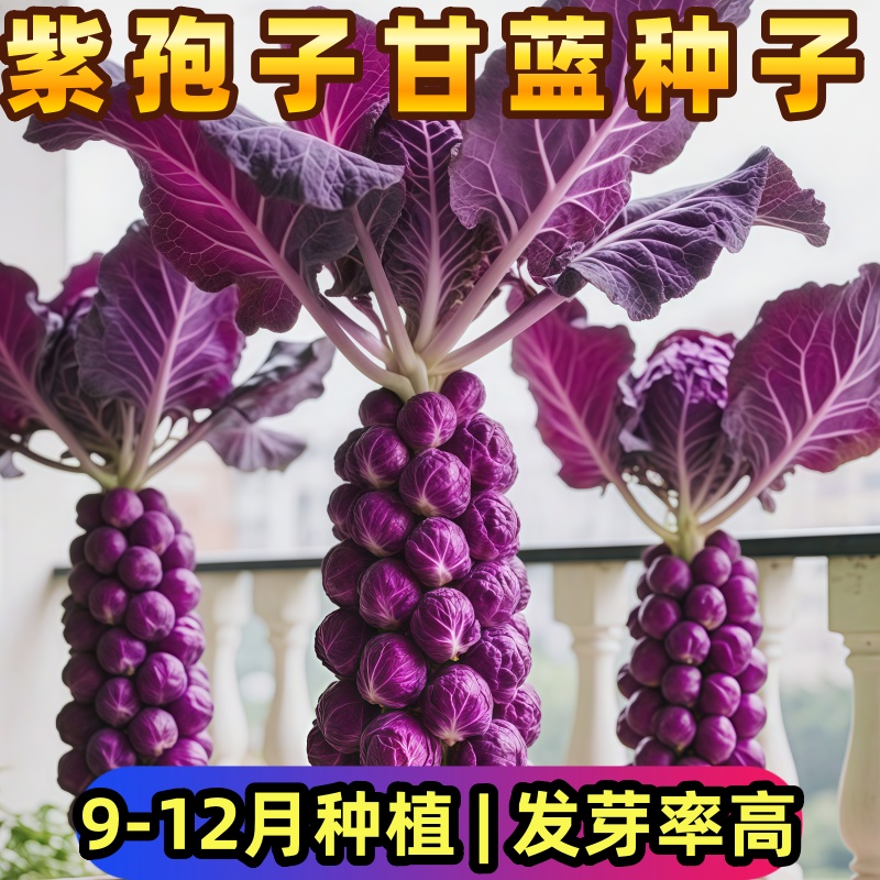紫孢子甘蓝种籽四季种植易活阳台盆栽室内外抱子甘蓝秧苗蔬菜种子