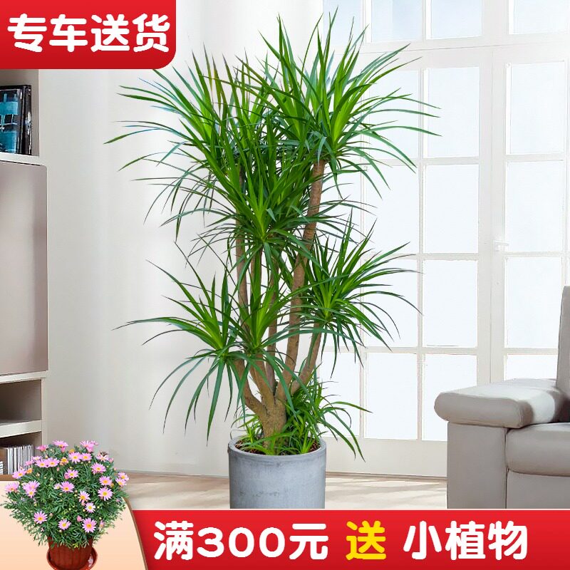 1.4~2米龙血树盆栽 大型绿植室内办公室绿化植物 客厅龙须树植物