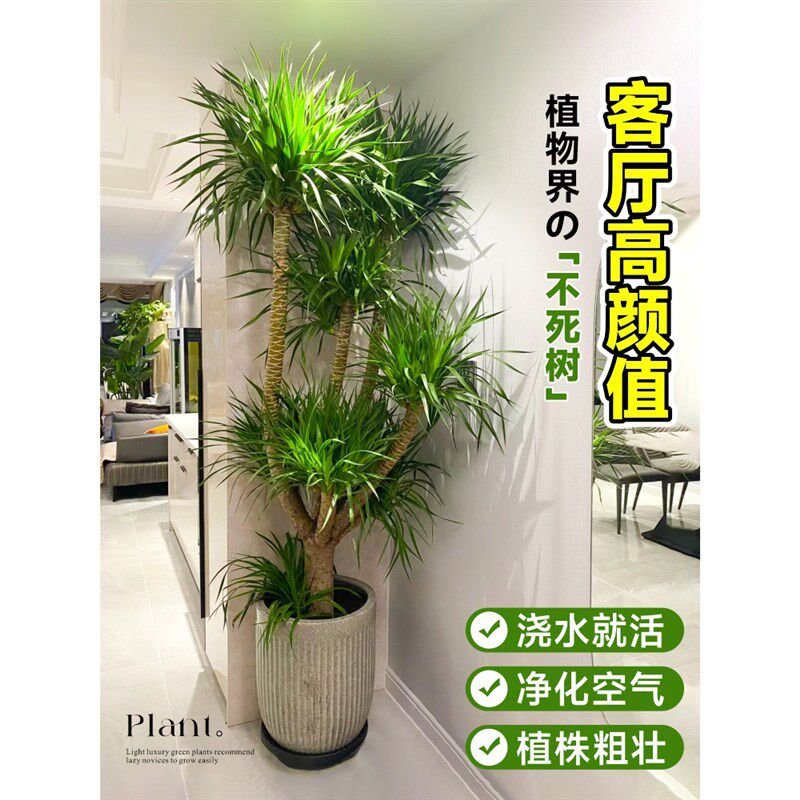 龙血树大型室内盆栽多头龙须树绿植客厅办公室龙铁树植物造型盆景