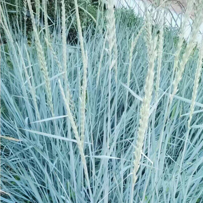 蓝滨麦盆栽蓝色观赏草苗庭院花园花镜造景植物多年生耐寒耐旱易养