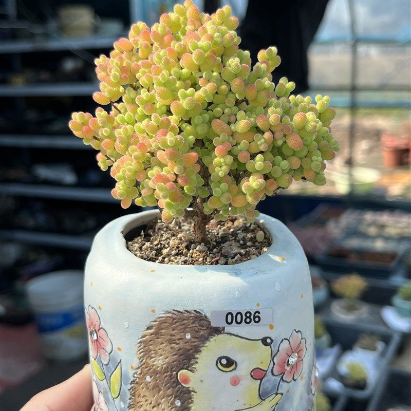 含盆,金桔糖球金橘糖球枝干番杏小树形老桩多肉植物一物一拍