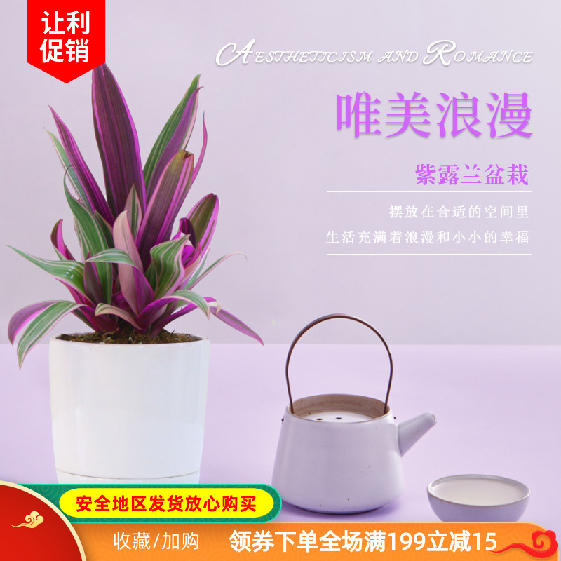 紫露兰室内盆栽油画吊兰花卉好养植物桌面办公室净化空气阳台绿植