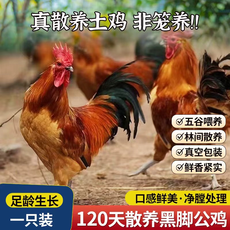 厚蒙大公鸡新鲜供应保鲜到家